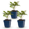 Green boutiQ - Vasteplant - Astilbe (A) Fanal - Pluimspirea - Schaduw - Rood - 3 Planten - Pot 11cm - Hoogte 15-25cm