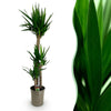 Green boutiQ - Kamerplant - Yucca elephantipes - Yucca - Weinig onderhoud - Groen - 1 - Pot 27cm - Hoogte 170cm