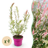 4x - Salix Flamingo - Ø17cm - ↕40-50cm