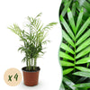 Green boutiQ - Kamerplant - Chamaedorea elegans - Goudpalm - Huisdiervriendelijk - Groen - 4 Planten - Pot 12cm - Hoogte 35-40cm
