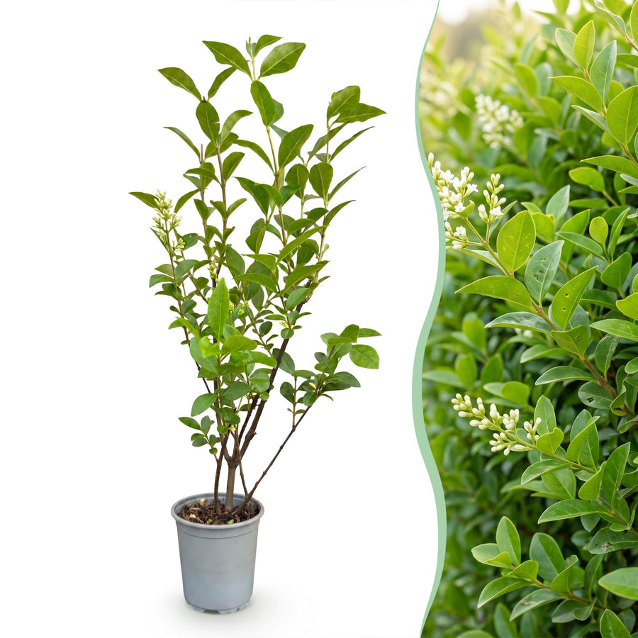 Ligustrum ovalifolium — Ligusterhaag, 40 stuks, 35-45 cm