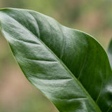 Green boutiQ - Kamerplant - Philodendron - Philodendron Imperial Green - Groen - Weinig onderhoud - 1 Plant - met Mand - Pot 19cm - Hoogte 65cm