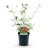Green boutiQ - Tuinplant - Buddleja davidii Royal Red - Vlinderstruik - Winterhard - Rood - 1 Plant - Pot 17cm - Hoogte 45cm