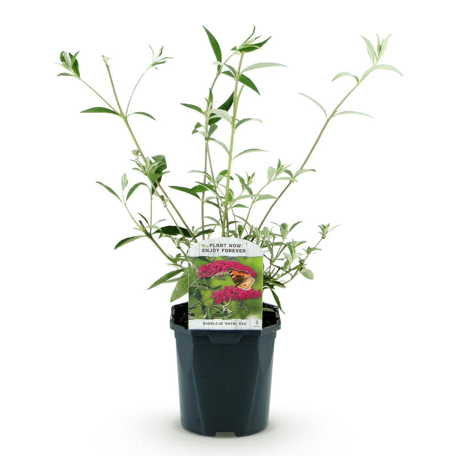 Buddleja davidii Royal Red – 45 cm hoog (foto 2)