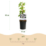 Green boutiQ - Klimplant - Clematis Justa - Bloem Licht Blauw - Weinig onderhoud -2 planten -Pot 11cm Hoogte 40cm