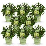 Green boutiQ - Tuinplant - Hydrangea panniculata Groundbreaker Greeny - Pluimhortensia - Winterhard - Creme - 8 Planten - Pot 14cm -Hoogte 20-25cm