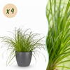 Green boutiQ - Kamerplant - Cyperus alternifolius Zumula - Kattengras - Huisdiervriendelijke Plant - Groen - 4 Planten - met Potter Grijs - Pot 12cm - Hoogte 20cm