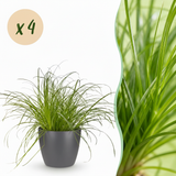 Green boutiQ - Kamerplant - Cyperus alternifolius Zumula - Kattengras - Huisdiervriendelijke Plant - Groen - 4 Planten - met Potter Grijs - Pot 12cm - Hoogte 20cm