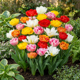 30x Tulipa Double mix - Gevulde tulp mix - Diversen - Voorjaarsbloeier - Bolmaat 11/13