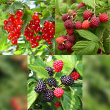 Green boutiQ - Fruit planten mix - Rode Bes, Rode Framboos, Zwarte Braam - 3 planten - Pot 11cm Hoogte 40cm