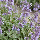 Green boutiQ - Vasteplant - Nepeta faassenii Walker's Low - Kattenkruid - Bijen en Vlinderlokkers - Blauw - 12 Planten - Pot 11cm - Hoogte 15-25cm