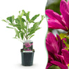 Green boutiQ - Heesters -Magnolia Susan- Bloemen Donker Roze - 1 plant - bladverliezend - weinig onderhoud - pot 17cm hoogte 45cm
