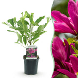 Green boutiQ - Heesters -Magnolia Susan- Bloemen Donker Roze - 1 plant - bladverliezend - weinig onderhoud - pot 17cm hoogte 45cm