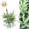 Green boutiQ - Kamerplant - Phlebodium aureum Blue Star - Blauwe Varen - Huisdiervriendelijke Plant - Blauw - 2 Planten - met Potter Wit - Pot 12cm - Hoogte 25cm