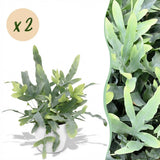 Green boutiQ - Kamerplant - Phlebodium aureum Blue Star - Blauwe Varen - Huisdiervriendelijke Plant - Blauw - 2 Planten - met Potter Wit - Pot 12cm - Hoogte 25cm