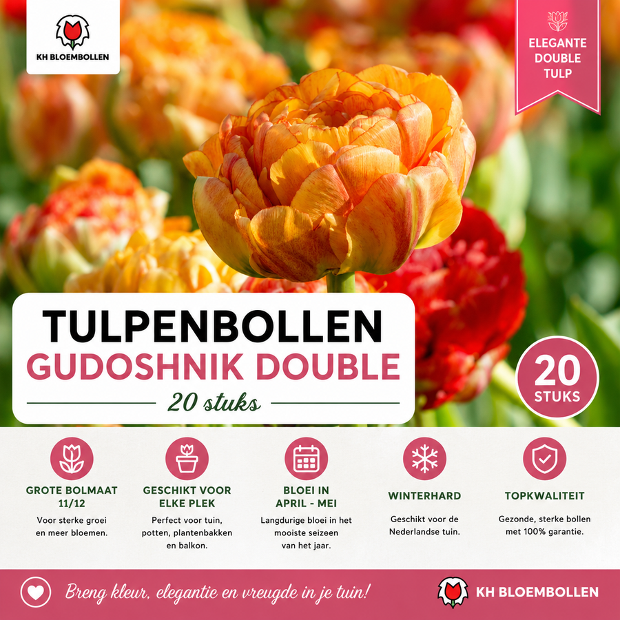 Tulpenbollen Gudoshnik Double — geel-oranje-rood, 20 stuks (maat 11/12)