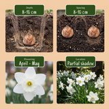 30x Narcissus Triandrus Thalia - Engelennarcis - Wit - Voorjaarsbloeier - Bolmaat 10/12