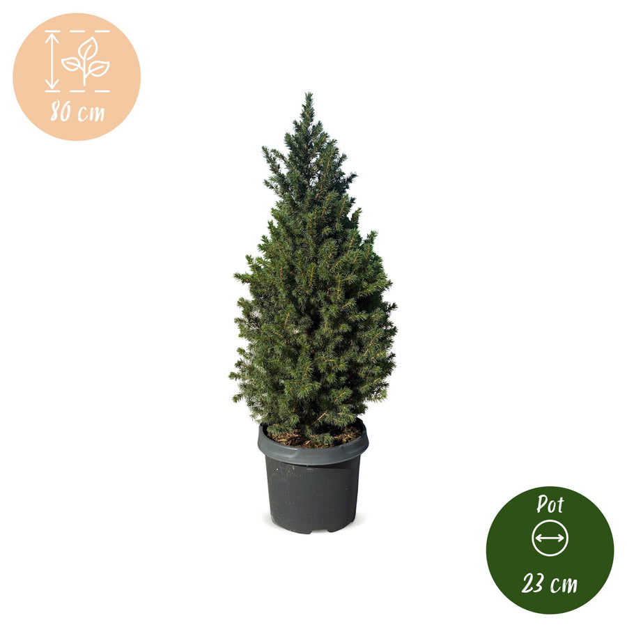 Kegelspar kerstboom – Pot Ø23 cm · 80 cm hoog (foto 5)