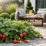 Green boutiQ - Fruitplanten - Aardbei - Fragaria Elsanta - Winterhard - 3 Planten - Pot 9 cm - Rode Aardbei
