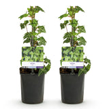 Green boutiQ - Klimplant - Hedera helix Glacier -Blad Bont - Groenblijvend - 2 planten - Pot 11cm Hoogte 40cm