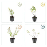 6x Hypericum 'Hidcote' - ↕10-25cm - Ø9cm