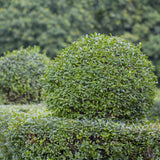 Green boutiQ - Haagplanten - Ligustrum ovalifolium -blad groen - 6 planten - 1 strekkende meter - groenblijvend - pot 17cm hoogte 55cm