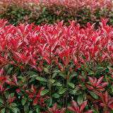 Green boutiQ - Haagplanten - Photinia fraseri Carre Rouge - groen rood- 6 planten - 1 strekkende meter - groenblijvend - pot 17cm hoogte 55cm