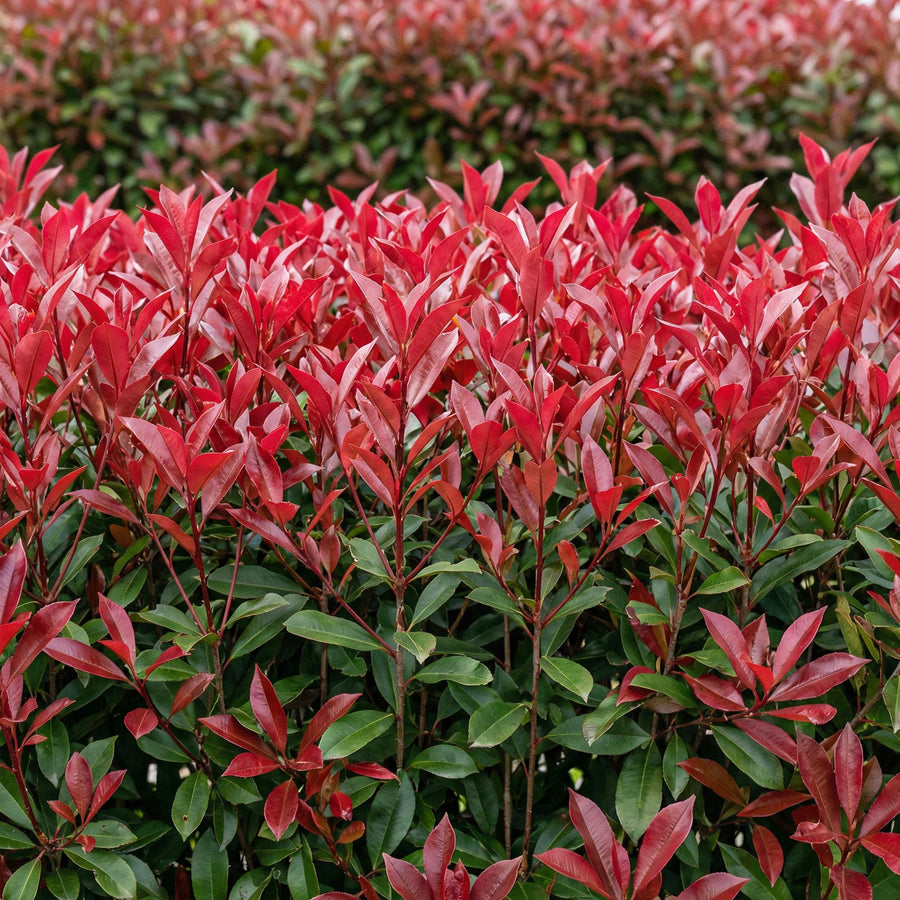 Photinia fraseri Carre Rouge — Glansmispelhaag, 6 planten (1 strekkende meter), 55 cm