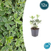 12x Pachysandra term. 'Variegata' - ↕10-25cm - Ø9cm