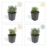 12x Lavandula 'Hidcote' - ↕10-25cm - Ø9cm
