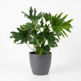 Green boutiQ - Kamerplant - Philodendron - Philodendron Lickety split - Groen - Weinig onderhoud - 1 Plant - met Potter Grijs - Pot 19cm - Hoogte 70cm