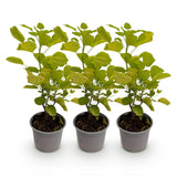 Green boutiQ - Tuinplant - Cotinus coggyria Golden Spirit - Geel - 3 Planten - Bladverliezend - Weinig Onderhoud - Pot 12cm Hoogte 35cm