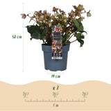 Green boutiQ - Tuinplant - Lenten Rose -Helleborus Angels Glow - Roze Bloem - Groenblijvend - Pot 19cm Hoogte 50cm