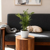 Green boutiQ - Kamerplant - Chamaedorea elegans - Goudpalm - Huisdiervriendelijke Plant - Groen - 1 Plant - met Potter Wit - Pot 12cm - Hoogte 15cm