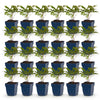 Green boutiQ - Vasteplant - Astilbe (A) Fanal - Pluimspirea - Schaduw - Rood - 24 Planten - Pot 11cm - Hoogte 15-25cm