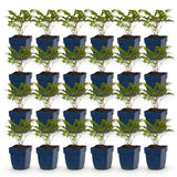 Green boutiQ - Vasteplant - Astilbe (A) Fanal - Pluimspirea - Schaduw - Rood - 24 Planten - Pot 11cm - Hoogte 15-25cm