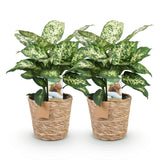 Green BoutiQ - Green is... Kamerplanten - Diefenbachia Compacta - Dieffenbachia - Weinig onderhoud - met mand - Groen - 2 Planten - Pot 17cm - Hoogte 45-50cm