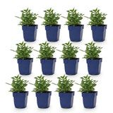 Green boutiQ - Vasteplant - Salvia nem. Sense Deepl Pink - Salie - Bijen en Vlinderlokkers - Roze - 12 Planten - Pot 11cm - Hoogte 15-25cm