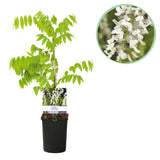 Green boutiQ - Blauwe regen - Wisteria floribunda Alba - Bloem Wit- 1 plant - Pot 11cm Hoogte 40cm