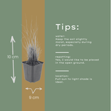 12x Calamagrostis brachytricha - ↕10-25cm - Ø9cm