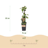 Green boutiQ - Fruitplant - Rubus fruticosus Black Satin - Bramenplant - Winterhard - Zwarte Braam - 2 Planten - Pot 15cm - Hoogte 50cm