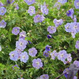 24x Geranium Rozanne - ↕10-25cm - Ø9cm