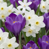 200x Bollenschadutuin - Diversen - Zomerbloeier - Bolmaat 10/12