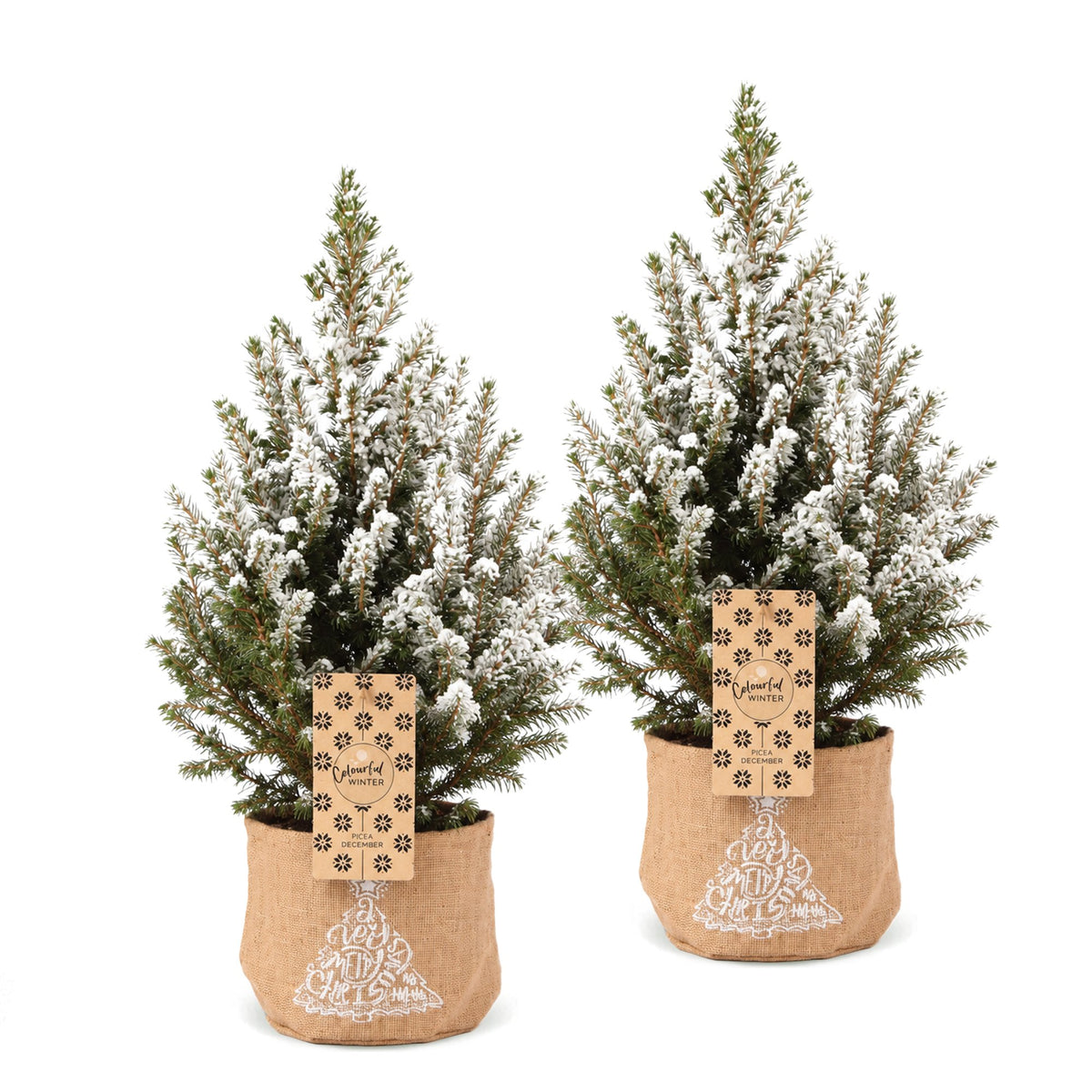 Set van 2 — Kegelspar kerstboom besneeuwd — Ø17 cm, 65 cm hoog — met jute zak