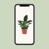 Philodendron Green Princess - Ø12cm - ↕25cm