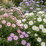 Green boutiQ - Vasteplant - Aster Tricolour - Zee Aster - Bijen en Vlinderlokkers - Paars - Roze - Wit - 6 Planten - Pot 11cm - Hoogte 15-25cm