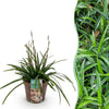 Green boutiQ - Siergrassen -Carex morrowii Irish Green - Groen & Geel - 1 Plant - Groenblijvend - Winterhard - Pot 17cm Hoogte 50cm