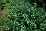 24x Euonymus fort. 'Dart's Blanket' - ↕10-25cm - Ø9cm