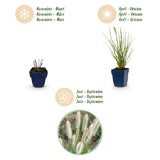 Green boutiQ - Grassen - Pennisetum alop. Little Bunny - Lampenpoetsergras - Met Pluim - Groen - 6 Planten - Pot 11cm - Hoogte 15-25cm