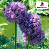 Alliumbollen Globemaster — grote paarse sierui, 5 stuks